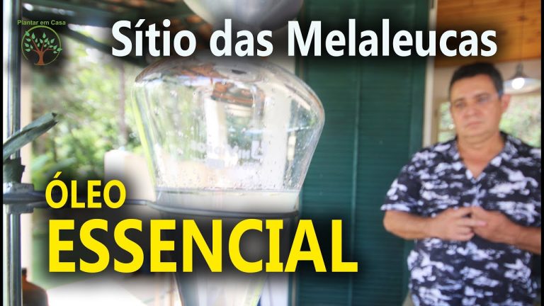 Atraente e Delicioso: Vaping com aroma de abacaxi doce